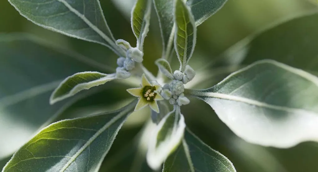 Blühende Ashwagandha-Pflanze